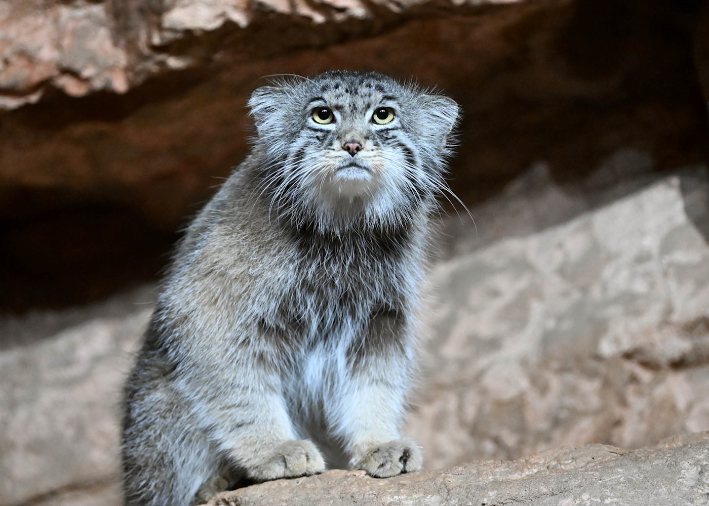A Pallas’s cat sits on a rocky surface, its dense gray fur fluffed out, with round yellow eyes, a flat face, and short, rounded ears that blend into its thick coat.