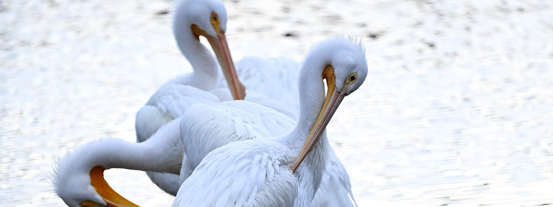 Birds self-grooming at Brookfield Zoo Chicago.